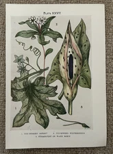 Antique Print 1912 Botanical – Bryony, Chickweed Wintergreen & Cuckoopint Flower