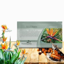 15 Seeds Bird of Paradise Seeds - Strelitzia Reginae Flower Seed