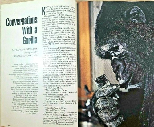 1978 "National Geographic" Koko (Talking Gorilla)(Sign Language)(Movie, Congo) - Picture 6 of 6