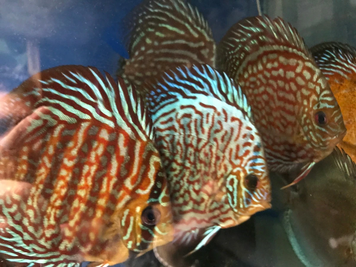 Discus 2025 fish ebay