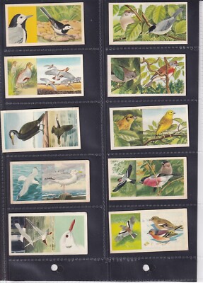 PRIORY TEA - I-SPY BIRDS - TYPENKARTE - NR. 36 BULLFINCH