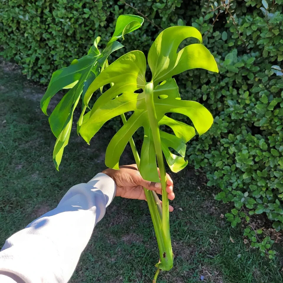 Large Monstera Deliciosa Rooted Cutting, Tropical Live Plant, Swiss