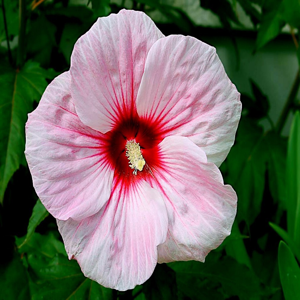 20 Pink Swamp Mallow Rose Seeds 