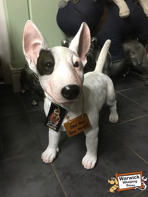 large english bull terrier