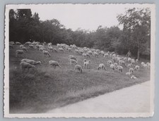 Berlin 1938 - Schäfer mit Schafherde im  Schillerpark - Altes Foto 1930er