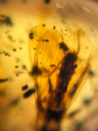 Cretaceous stonefly Burmite Myanmar Burmese Amber insect fossil dinosaur age - Imagen 8 de 9