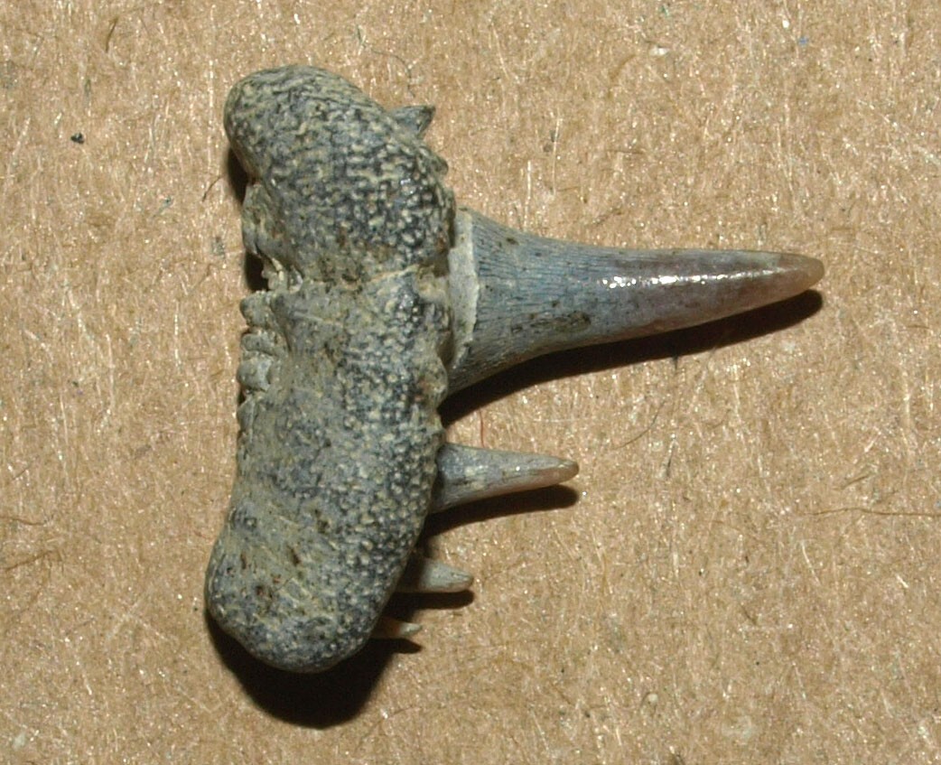 Picture 9 of 15