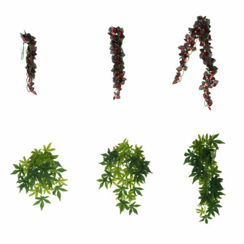 Fito Concime Goccia A Goccia Per Piante Grasse - Pronto All'Uso, Durata 15 Giorni, 8.1x5.6x14 Cm - Foto 5