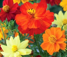 COSMOS SULPHUR MIXED Cosmos Sulphureus - 2,500  Bulk Seeds