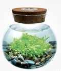 WaterPlants Create Your Own Lush & Soothing Aquascape Terrarium Starter Kit  NEW