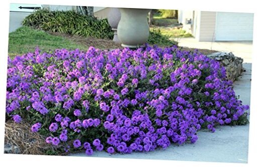 Moss Verbena - 50 + GROUNDCOVER Seeds - Creeping Perennial Purple Flower - USA