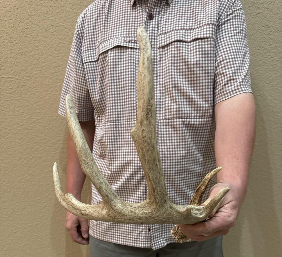 Unique 5 Point Brown Whitetail Deer Shed Antlers Horns Taxidermy Mount