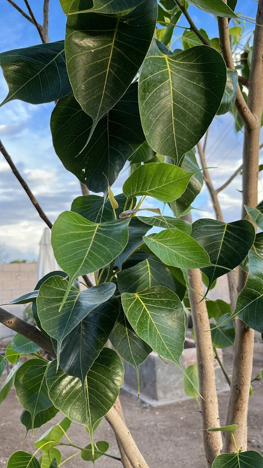 Bodhi Tree 3 LIVE CUTTINGS from Rare Tree eBay