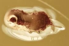 Ładna SKALA BEZSKRZYDŁOWA OWAD Coccoidea Fossil Oryginalny BURSZTYN BAŁTYCKI 240611-24 +IMG