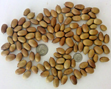 100 Dried Engelmann Oak Acorns - Quercus Engelmannii - Real Natural