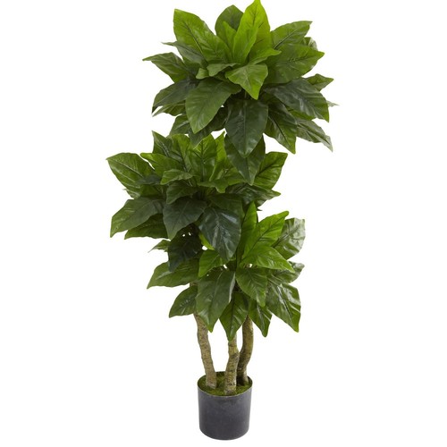 5-foot Bird Nest Fern Tree - Green Green