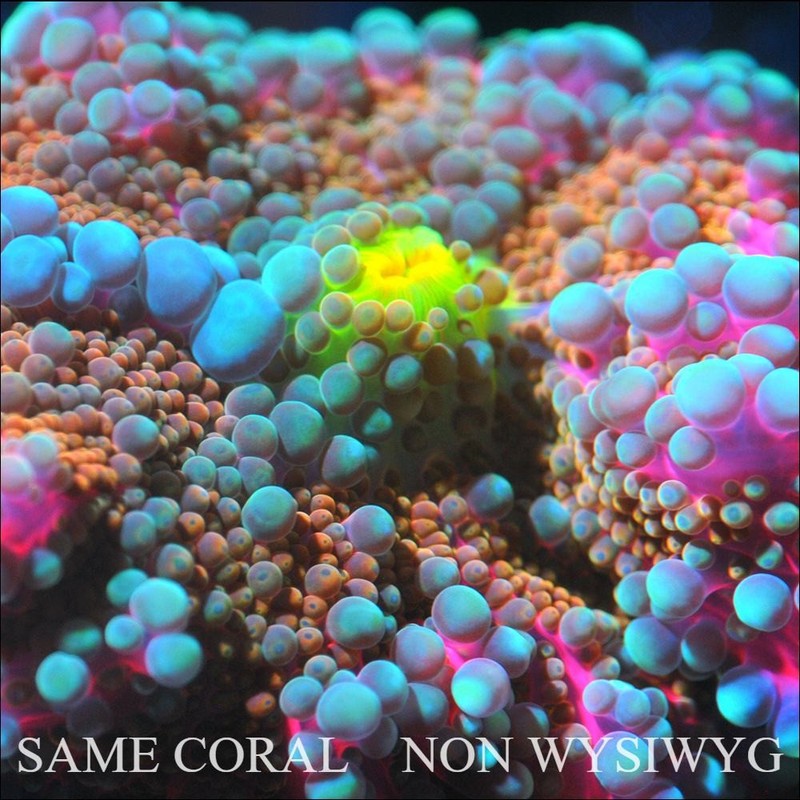 COE~ NON WYSIWYG Live Coral ~ Cotton Candy Rainbow Bounce Yuma Mushroom - .5''