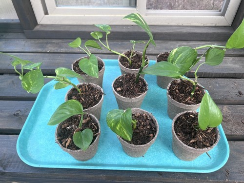 4-6” Marble Queen Golden Pothos im 3” Topf, bunte lebende Pflanze