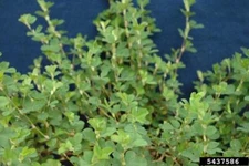 Korean Lespedeza Seed