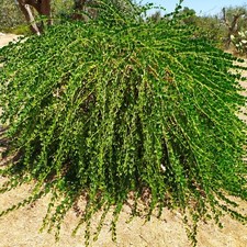  1000/Semi Di Cappero Della Valle D,itria Valle Dei Trulli Sapori Antichi 