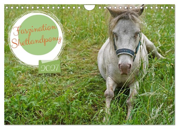 "Calendar 2027 · US Version · Fascination Shetland Pony (Wall Calendar 2027 12\" ×"-image