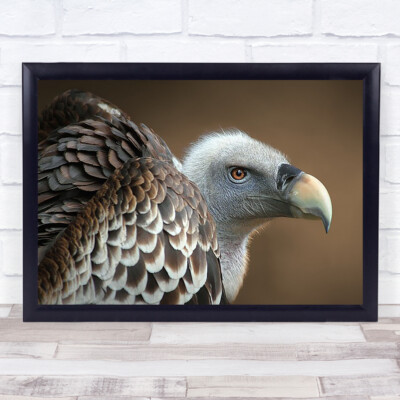Geier Spanien Vogel Vögel Calonge Bokeh Tod Tier Tiere Wandbild Druck