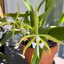 Epidendrum oerstedii - small & compact growing orchid with night scented flowers