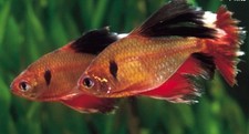 Live Long Fin Serpae Tetra Fish
