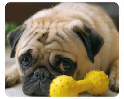 Mauspad aus der Edition Colibri: müder kleiner Mops mit Spielknochen - pugs