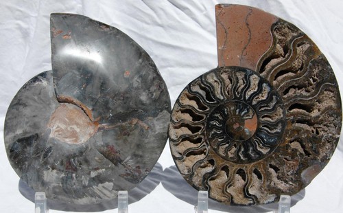 RARE 1-n-100 BLACK Ammonite PAIR Deep Crystal 110myo FOSSIL XL 200mm 7.8" 1072xx - Imagen 7 de 11