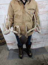 Wild 13 Point Whitetail Deer Antler Rack Skull Plate Man Cave Cabin Typical 148"