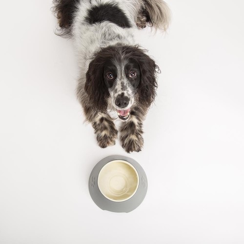 Cuenco de orejas largas para perros cachorro perro orejas comida animal bebida cuencos gres 21 cm gris - Imagen 5 de 7