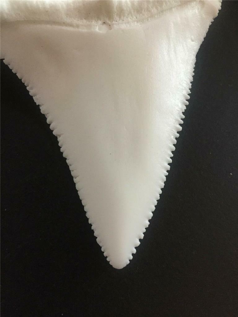 グレートホワイトシャーク　子株 Great White Shark 大麻の種子 - Green House Seeds