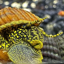 2 Yellow Spotlight Sulawesi Rabbit Snails (Tylomelania Sp.) - Elephant Snail