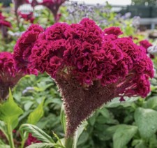 (FRESH HARVEST) Giant Red Cockscomb Seeds NON GMO Fresh, Select