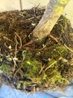Japanese Maple Tree Pre-Bonsai•Hidey-Hole•Fat Trunk• Gray Bark•Roots•Gift — photo 5