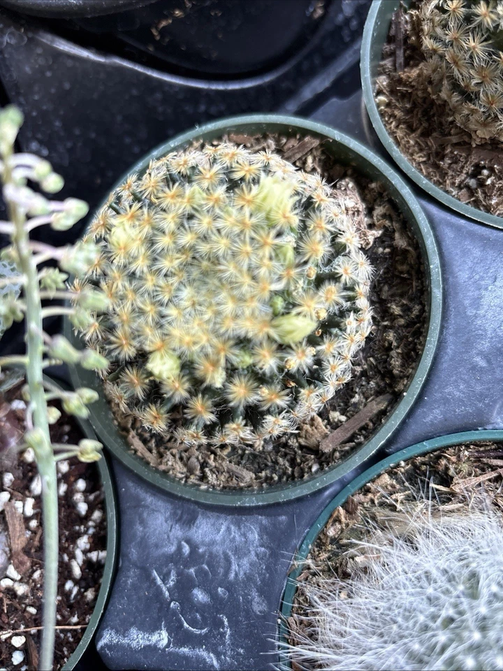 Mammillaria schiedeana Clumping Fuzzy Gold Mini Cactus rooted 4 in pot  - Image 3 of 4