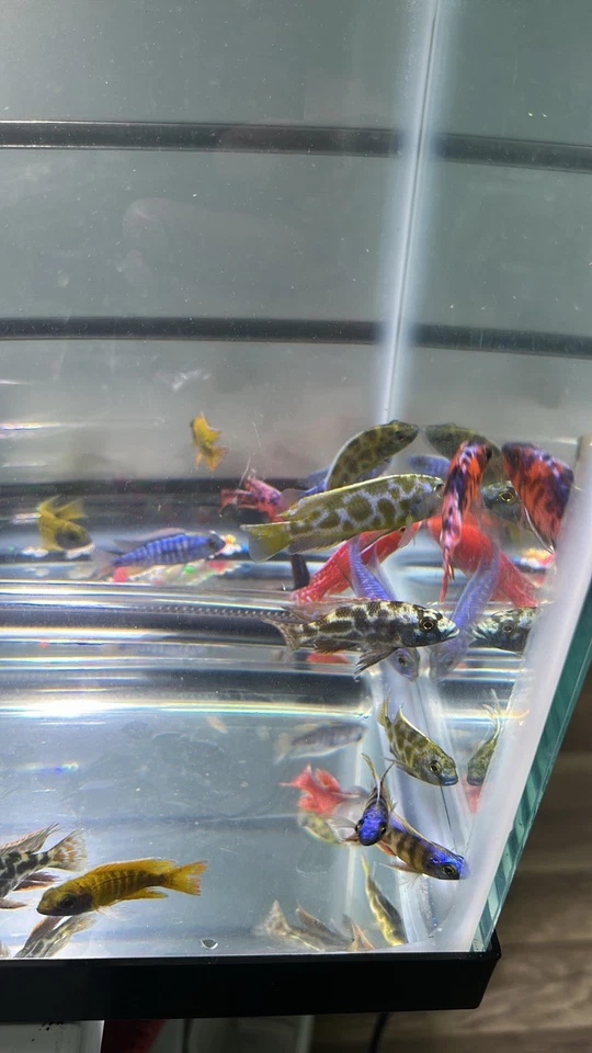 LIVE LOT of 10 Peacock African Cichlid 2" (GRADE-A and FULL COLOR) - Image 3 of 4