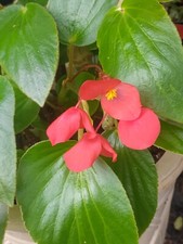 35 VALUE MYSTERY PLANTS YOUR CHOICE OF HOUSEPLANTS, BEGONIAS, PEREN., OR MIX