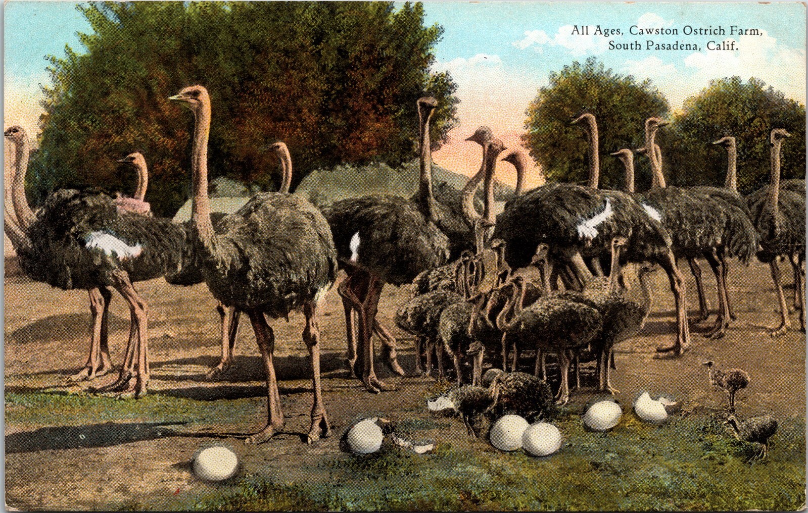 All Ages Cawston Ostrich Farm South Pasadena California CA Unposted