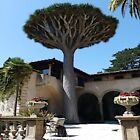 10 Dragon's Blood Tree Seeds (Dracaena draco) Exotic Canary Island Palm Bonsai