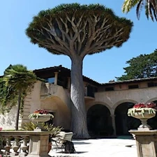 10 Dragon's Blood Tree Seeds (Dracaena draco) Exotic Canary Island Palm Bonsai