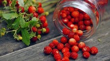 Fragole e Fragoline di Bosco Piantine in Vaso cm. 12