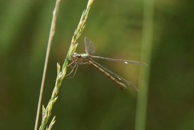 Foto 6x4 Gemeine Smaragd Damselfly (Lestes sponsa), Thursley Gemeiner Topf C c2017