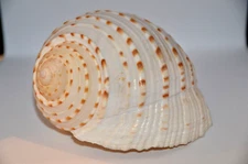 Large Specimen Tonna Tessellata -130mm / 5" - Dredged off Luzon Island, 60 - 80'