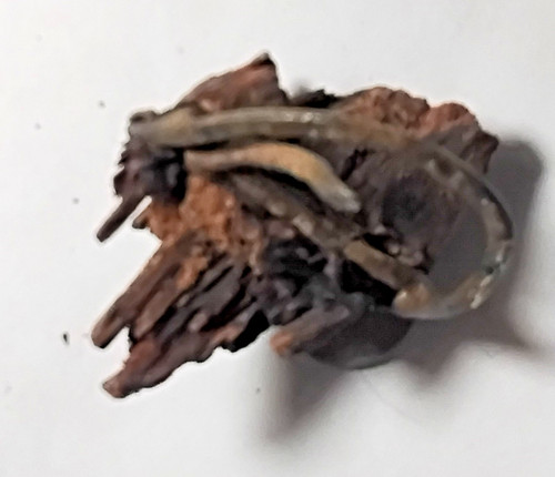 Civil War Relic Brass shoe buckle with a pine root growing through it $24.00