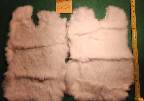 2 Beautiful White Color Rabbit Pelts Lot 0296