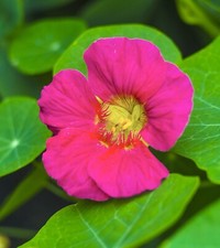 Cherry Rose Nasturtium - 16x Seeds  - Edible Flower