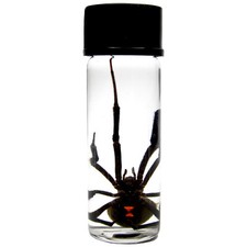 wet specimen REAL LATRODECTUS MACTANS BLACK WIDOW PRESERVED SPIDER 2in VIAL