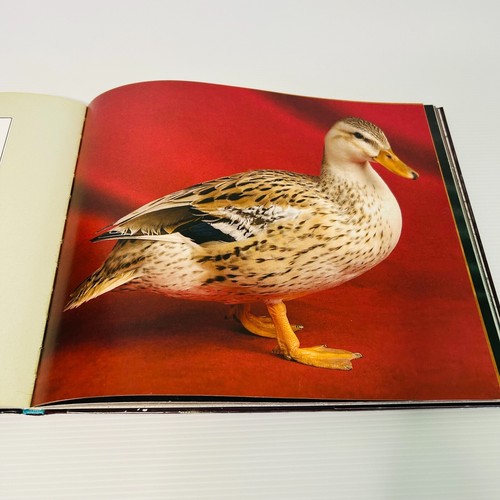 Beautiful Ducks Portraits of Champion Breeds. by Liz Wright & Andrew Perris.2012 - Picture 4 of 14